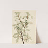 Silverberry (Elaeagnus commutata) (1922) by Mary Vaux Walcott