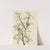 Silverberry (Elaeagnus commutata) (1922) by Mary Vaux Walcott