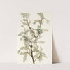 Silverberry (fruit). (Elaeagnus commutata) (1925) by Mary Vaux Walcott