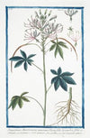Sinapistrum Americanum, spinosum, Cleome foliis hexandris, foliis septernatis quinatisque, caule spinoso – Senapistro spinoso.(Mustard)