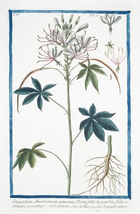 Sinapistrum Americanum, spinosum, Cleome foliis hexandris, foliis septernatis quinatisque, caule spinoso – Senapistro spinoso.(Mustard)