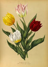 Single Duc Van Tholl Tuliips (1872-1881)