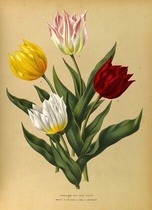 Single Duc Van Tholl Tuliips (1872-1881)