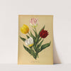 Single Duc Van Tholl Tuliips (1872-1881) by Arentina Hendrica Arendsen
