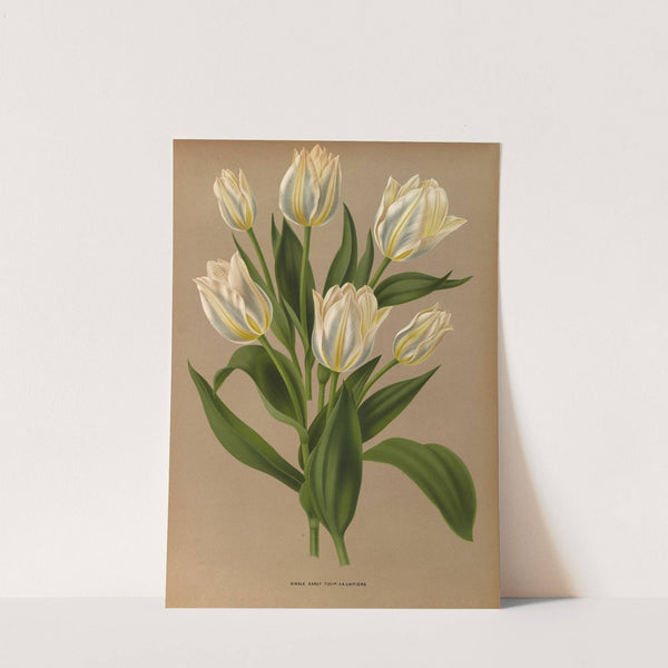 Single Early Tulip, La Laitiere (1872-1881) by Arentina Hendrica Arendsen