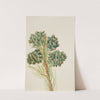 Single-Leaf Pine (Pinus monophylla) (ca. 1930s) by Mary Vaux Walcott