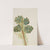 Single-Leaf Pine (Pinus monophylla) (ca. 1930s) by Mary Vaux Walcott