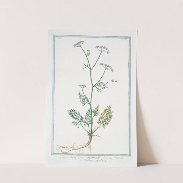 Sion Ammi, foliis tripinnatis &#8211; Pepolina montana. (Thyme) (1772-1793) by Giorgio Bonelli