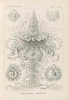 Siphonophorae. – Staatsquallen