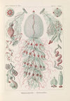 Siphonophorae. – Staatsquallen