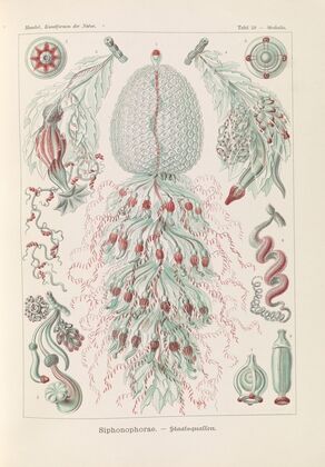 Siphonophorae. – Staatsquallen