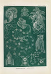 Siphonophorae. – Staatsquallen