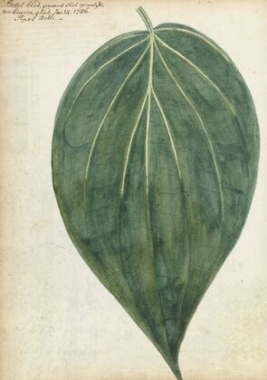 Sirih of betelblad
