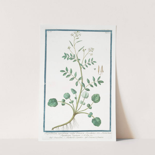 Sisymbrium aquaticum, vulgo Crescion Coesalpino &#8211; Nasturtium Aquaticum supinum &#8211; Crescione, e Nasturciso aquatico &#8211; Cresson de fontaine.(Watercress) (1772-1793) by Giorgio Bonelli