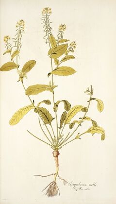 Sisymbrium molle