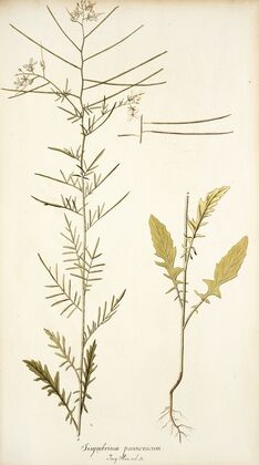 Sisymbrium pannonicum