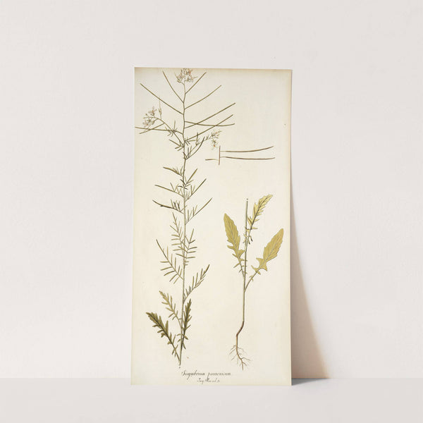 Sisymbrium pannonicum by Nikolaus Joseph Freiherr von Jacquin