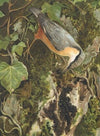 Sitelle (1880)