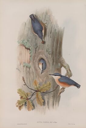 Sitta cæsia. Nuthatch. (1862-1873)