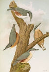 Sitta europaea caesia, Sitta europaea L.