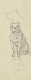 Sitting dog, en face
