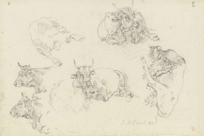 Six cattle