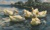Six Ducks