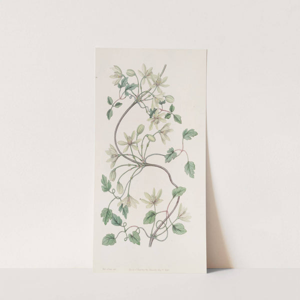 Six-petaled Virgin&#039;s bower by Sydenham Edwards