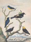 Six South American Birds
