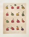 Sixteen varieties of Gooseberry. (1812)