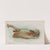 Skate (1889) by Allen &amp; Ginter