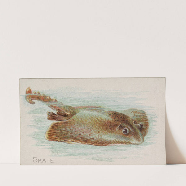 Skate (1889) by Allen &amp; Ginter