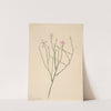 Skeleton Flower (Lygodesmia juncea) (1923) by Mary Vaux Walcott