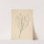 Skeleton Flower (Lygodesmia juncea) (1923) by Mary Vaux Walcott