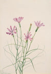 Skeleton Weed (Lygodesmia grandiflora) (1931)
