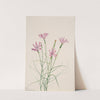 Skeleton Weed (Lygodesmia grandiflora) (1931) by Mary Vaux Walcott