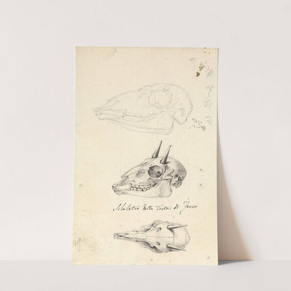 Skeletro della Testa di Fecco (Three Animal Skulls) by Luigi Balugani