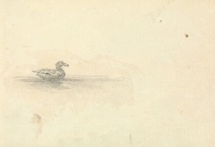 Sketch of a Duck