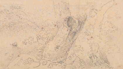 Sketch of a Hollow Tree Trunk