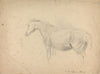 Sketch of a Horse