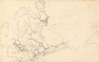 Sketch of a Large Tree