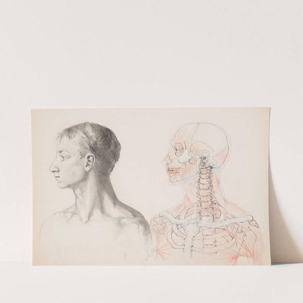 Sketch of a male bust and an anatomical study (1883 - 1884) by Anna Bilińska-Bohdanowicz