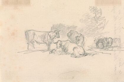 Sketch of Cattle