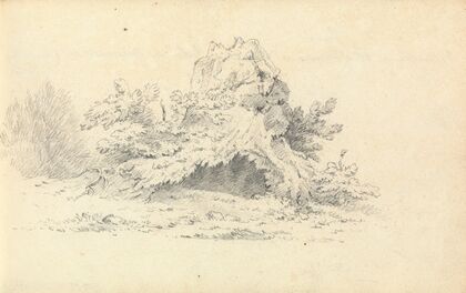 Sketch of Shrubbery