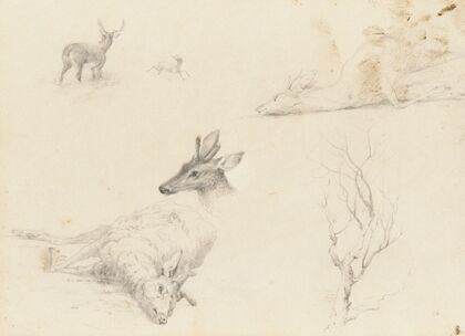 Sketchbook of Landscape and Animal Subjects