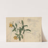 Sketchbook Pl.052 (1826-1840) by Ariyoshi Kondo