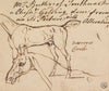 Sketches of a Gelding