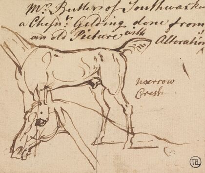 Sketches of a Gelding