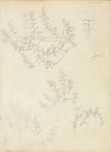 Sketches of Myrtle and a Head Crowned with Myrtle