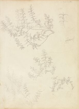 Sketches of Myrtle and a Head Crowned with Myrtle